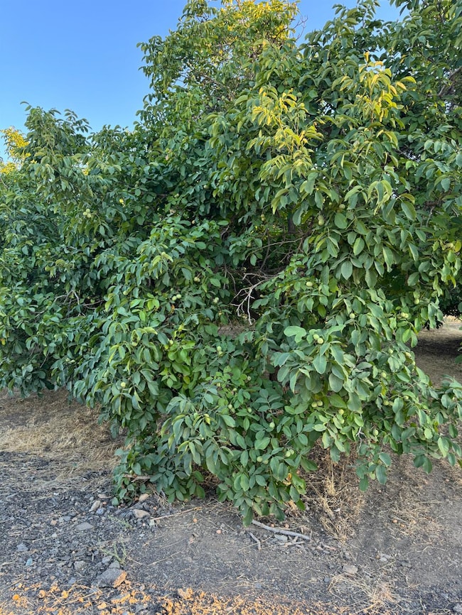 442 E Gridley Rd, Gridley, CA 95948 - photo 3