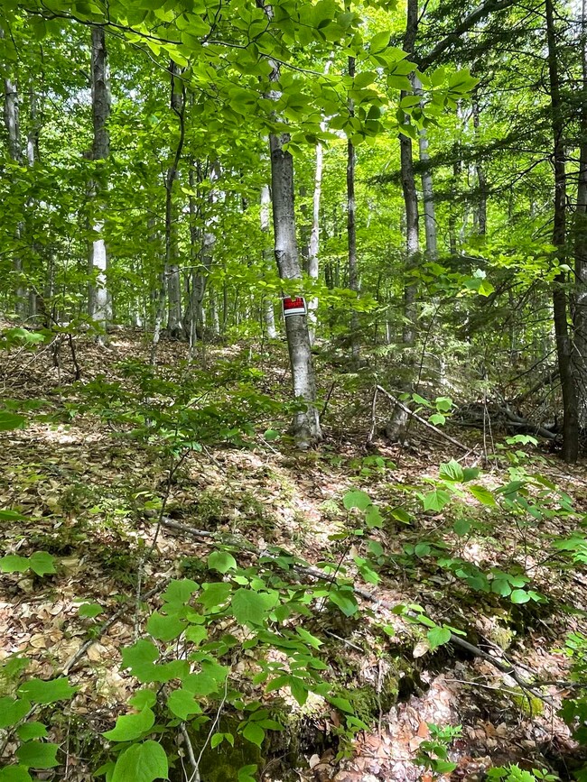 Lot 1 Old Roxbury, Meredith, NH 03253 - photo 3