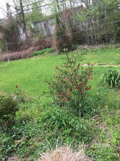 Back yard