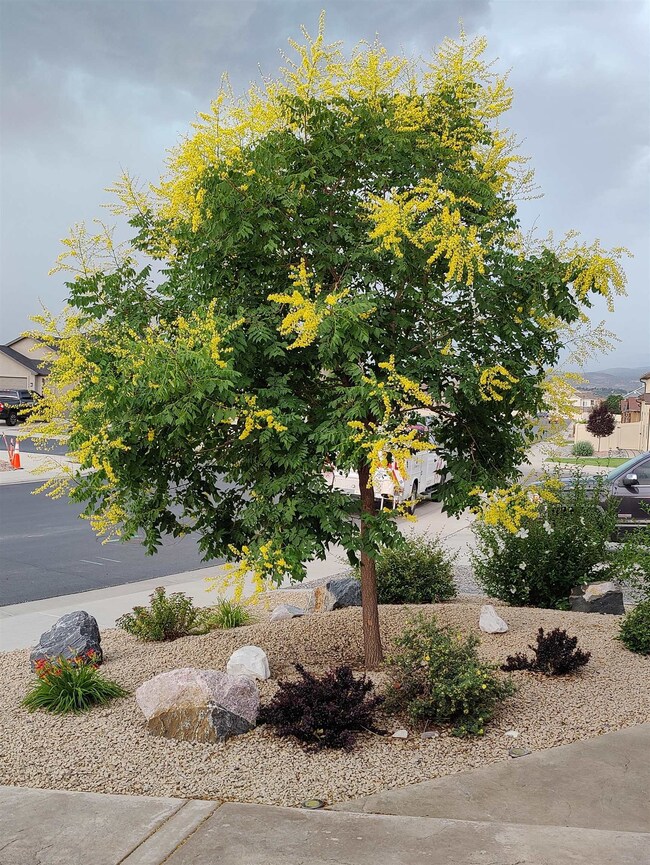 Golden rain tree and bushes all on a drip system