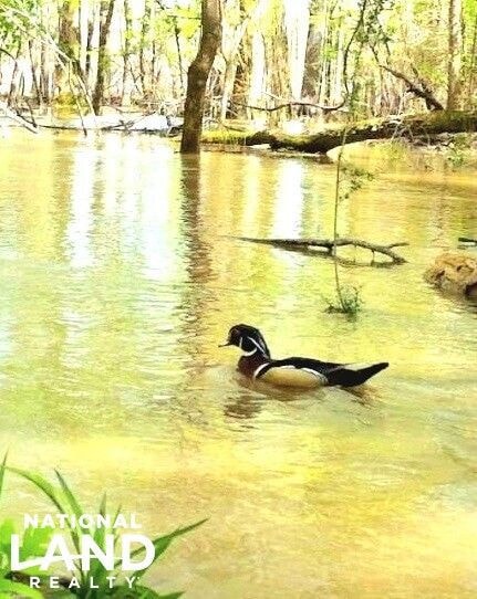 0 Reedy Branch Rd, Hamilton, AL 35570 - photo 6