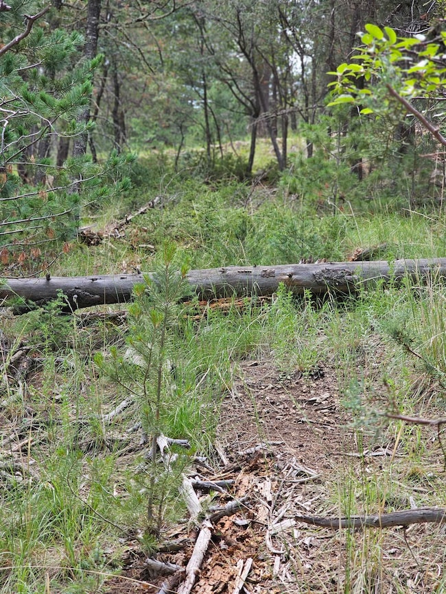 Lot19 Silver Fox Trail unit 19, Flying H, NM 88339 - photo 4