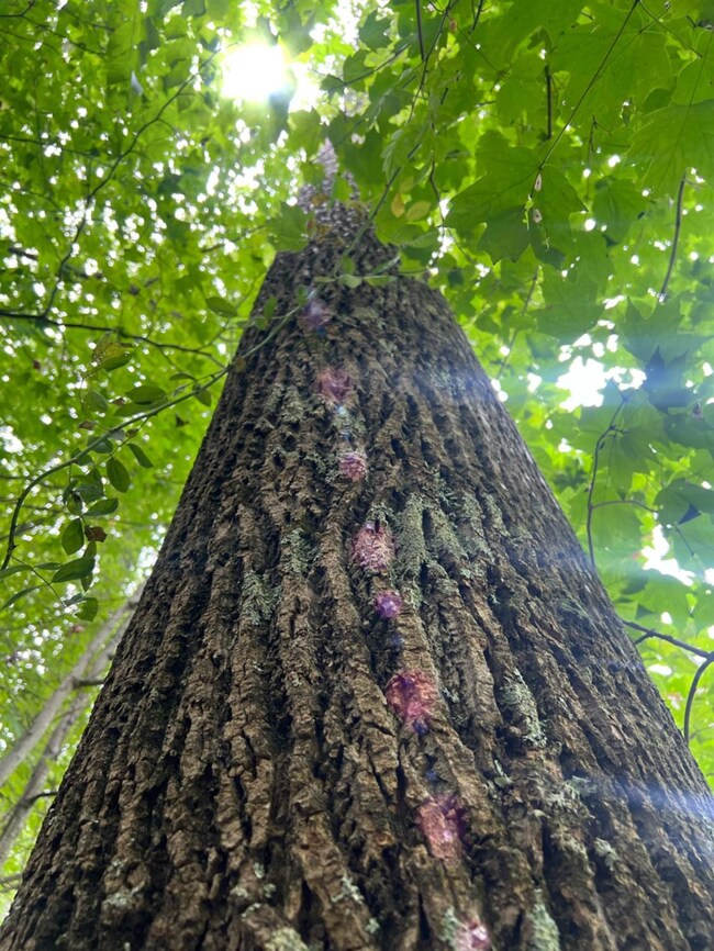 7100 225 W, Versailles, IN 47042 - photo 6