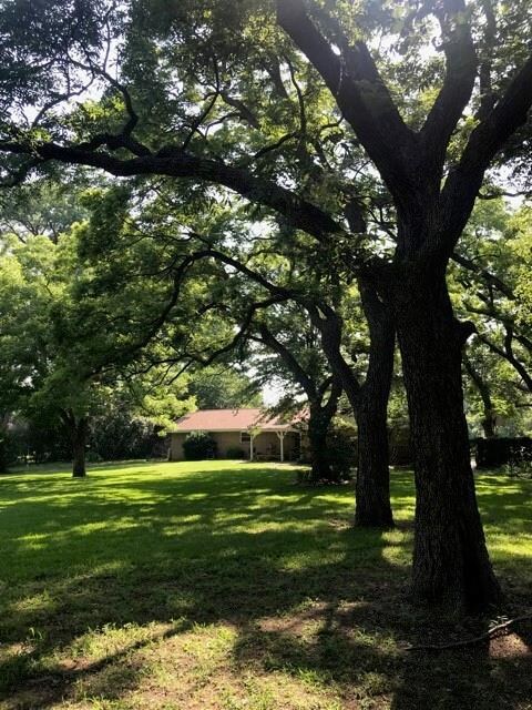 Backyard in Summer 1