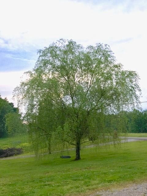 411 Humphrey Rd, Walling, TN 38587 - photo 2