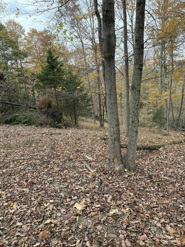 Pine Grove Ch Rd, Vanceburg, KY 41179 - photo 4