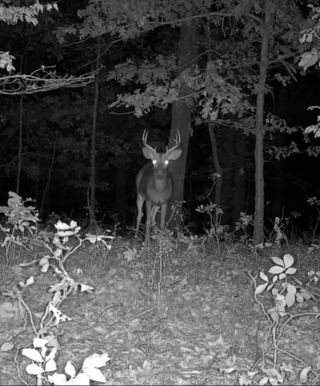 000 Flint Ln, Washburn, MO 65772 - photo 3