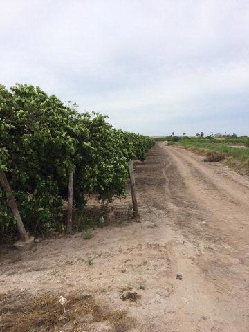 NN Sioux Rd, Donna, TX 78537 - photo 2