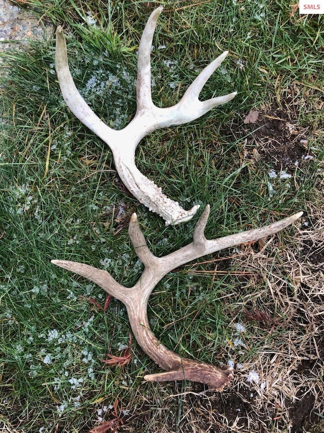 NNA Juniper Lane 20 Acres, Naples, ID 83847 - photo 3