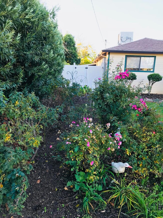 Rose Garden