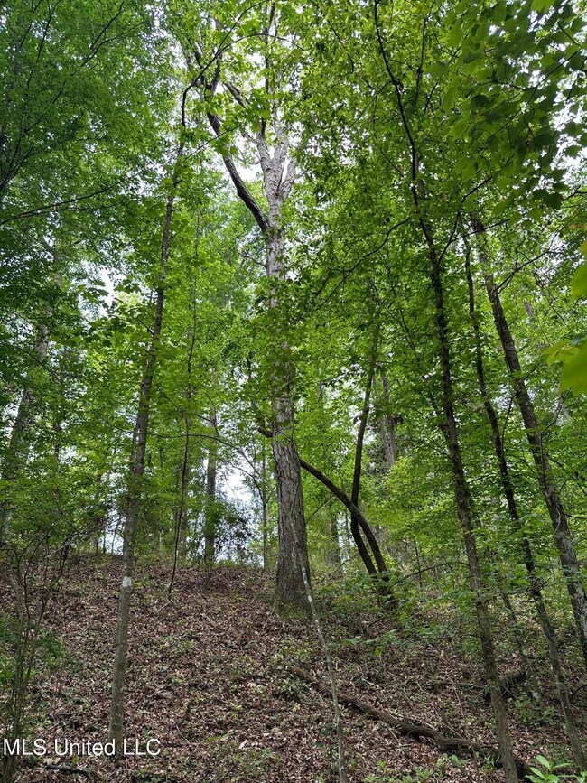 Timber1
