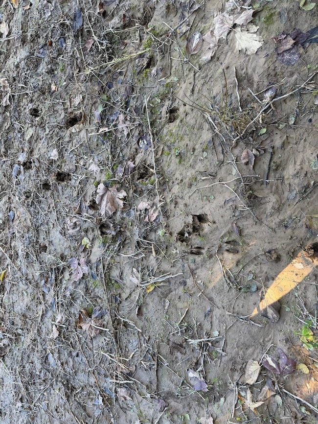 0 Faye Barfield Rd unit LotWP001, Henning, TN 38041 - photo 5