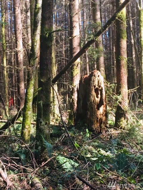 7232 188th St NW, Stanwood, WA 98292 - photo 3