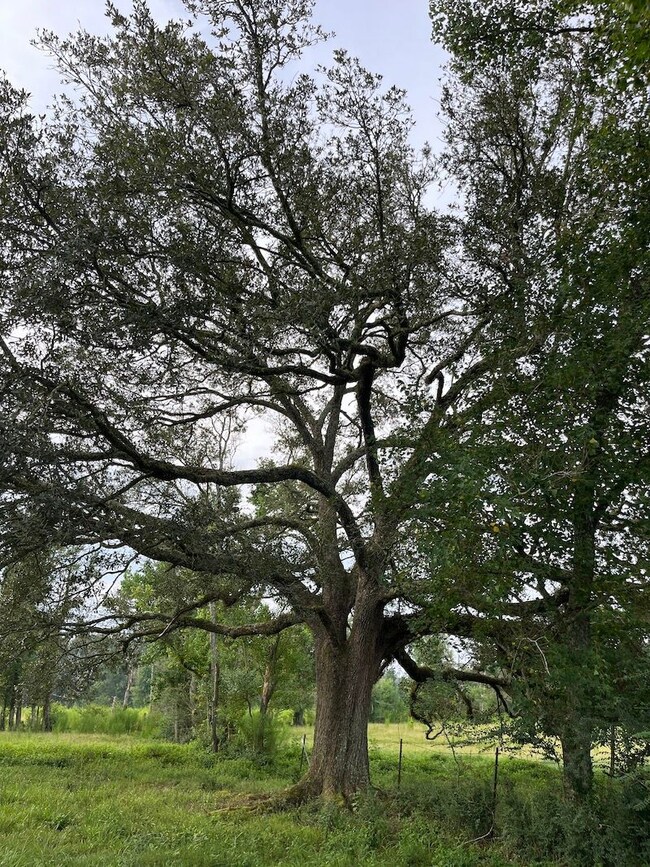 0 Hwy 16 unit LotWP001 24297163, Amite, LA 70422 - photo 4