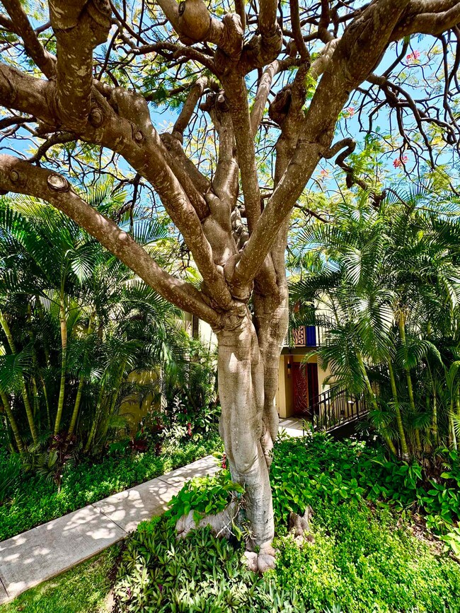 This magnificent mature Royal Poinciana adorns the front entry to Elua 1101.