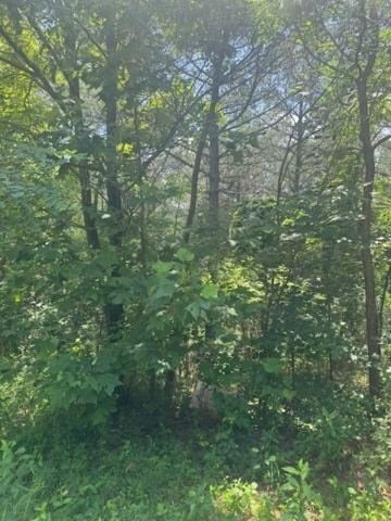 LT 43&44 Reece Mountain Rd, Ellijay, GA 30546 - photo 5