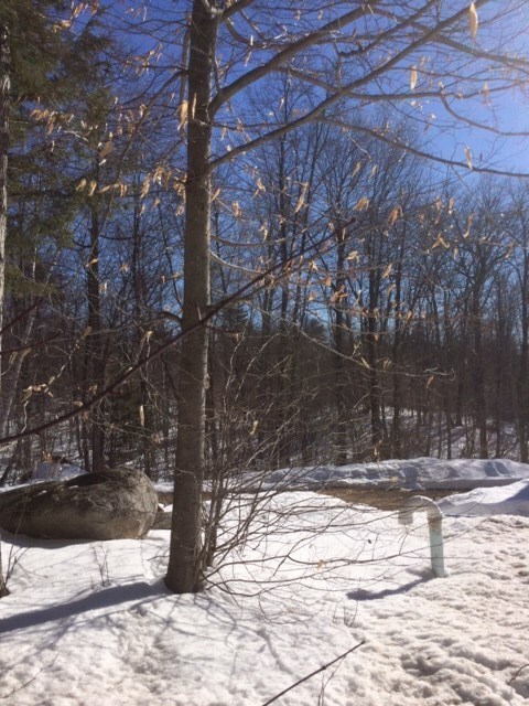 29 Eileen Place, Sanbornville, NH 03872 - photo 3