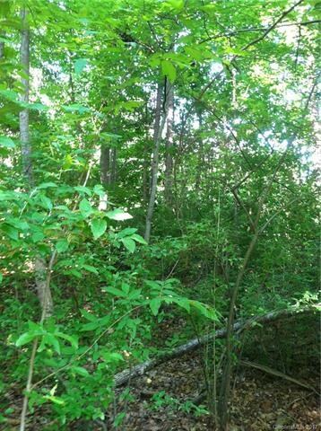 Lots of hardwoods!