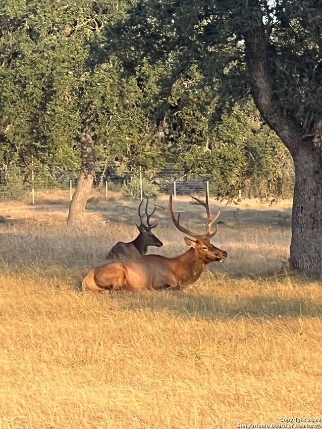 LOT 57 Red Stag Ln, Pipe Creek, TX 78063 - photo 4