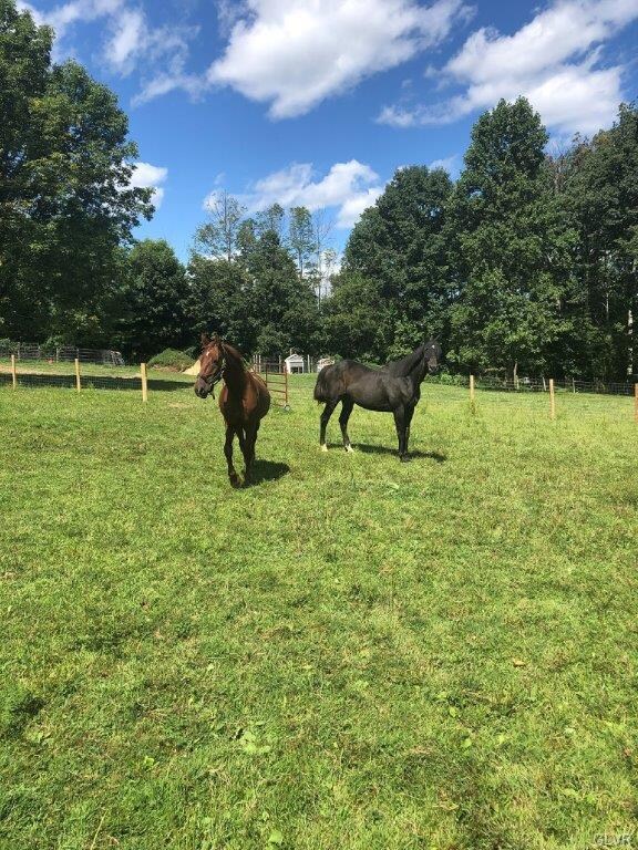 Pasture