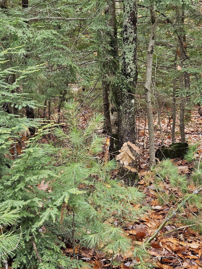 Left Survey Marker_result