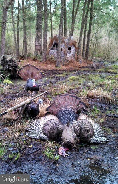 0 Andrews Rd unit 1001675899, Crapo, MD 21626 - photo 6