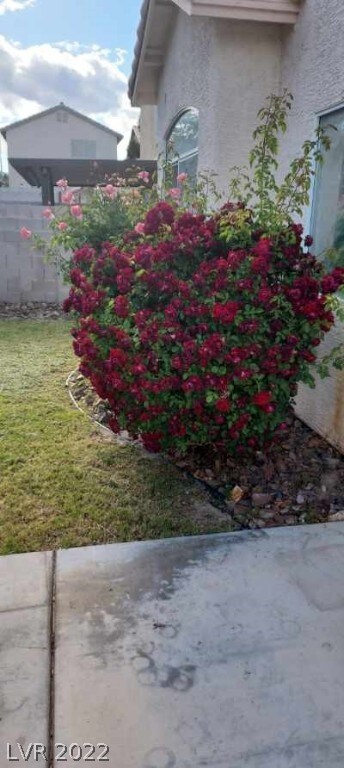 Backyard rose bushes