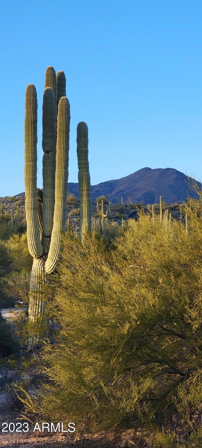 Desert Glory