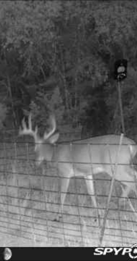Abundant Wildlife