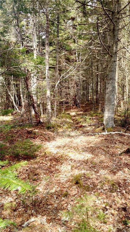 Path through the woods!