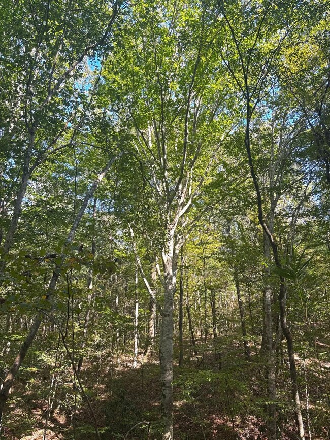 McDonald Rd, Florence, MS 39073 - photo 6