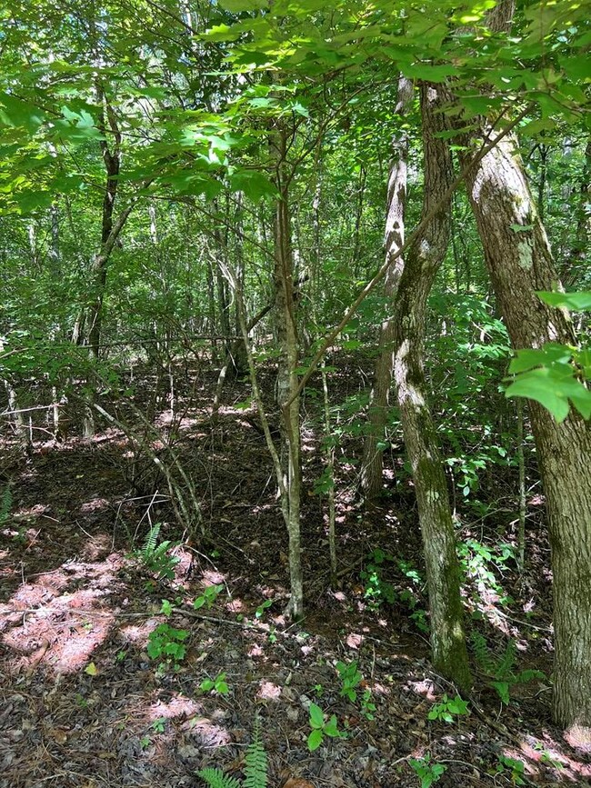 56 acres Old Highway 5 S, Talking Rock, GA 30175 - photo 3