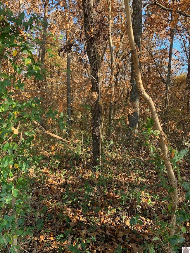 000 Crawford Lake Rd, Kevil, KY 42053 - photo 3