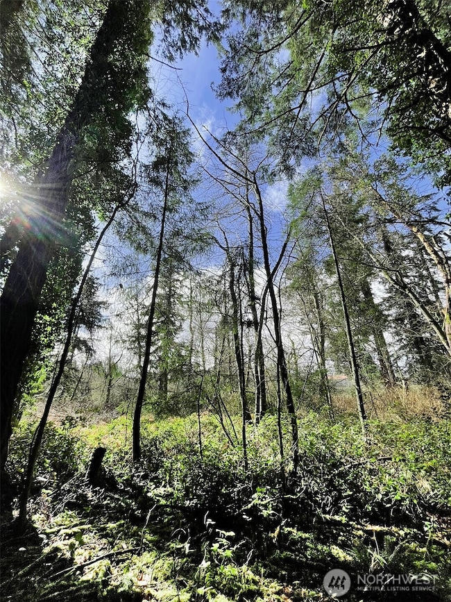 Towering trees throughout the property.