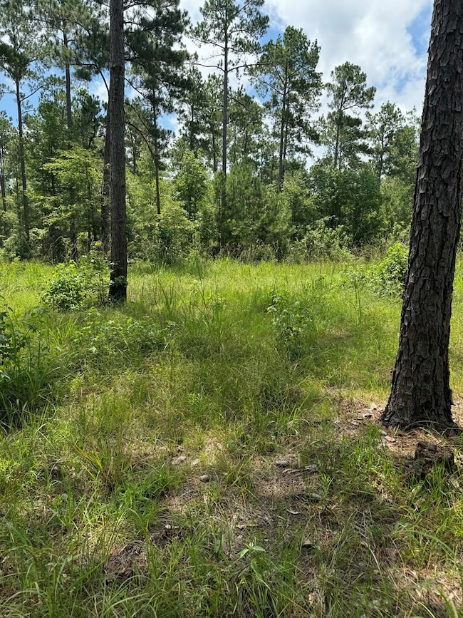 090 County Divide Rd, Pineland, TX 75968 - photo 5