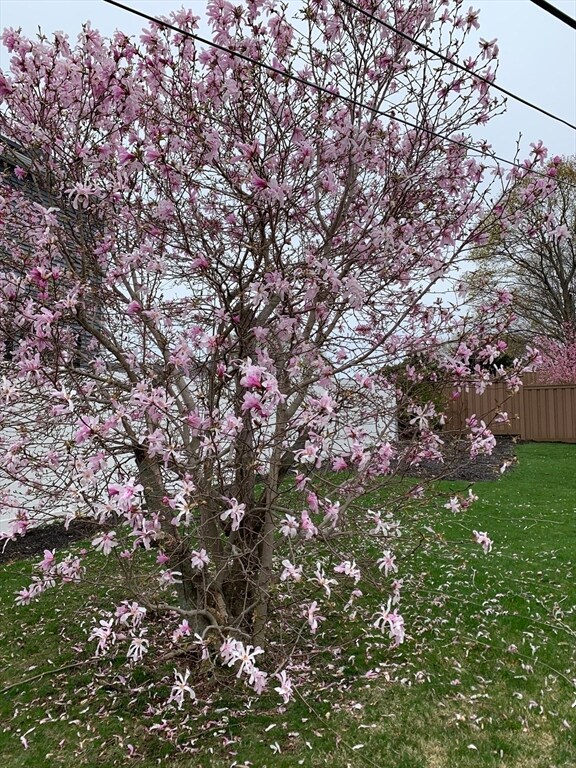 337 Forest St, Arlington, MA 02474 - photo 3