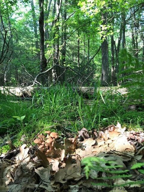 611 Buck Rd, Stone Ridge, NY 12484 - photo 7