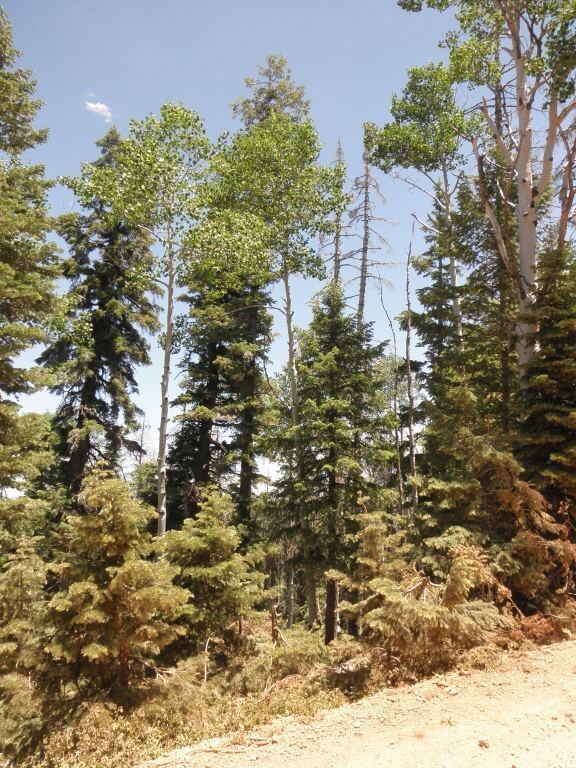 Tall pine and aspen
