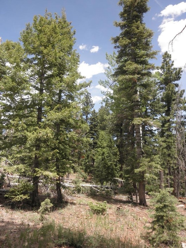 Lot Picture 5