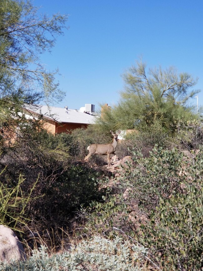 Wildlife right in your yard
