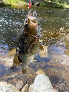 Bass 2