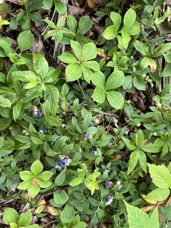 24 Annie's Way, Addison, ME 04606 - photo 7