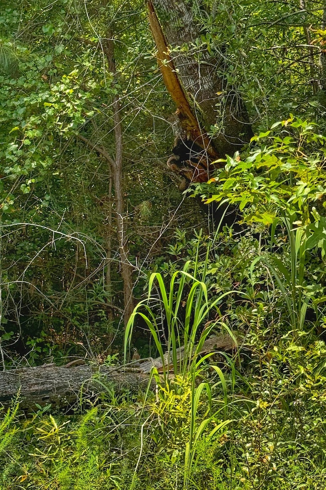 0 Smith Rd, Winfield, AL 35594 - photo 3