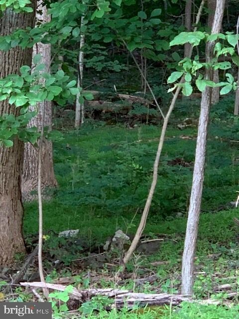 0 Wilderness Rd unit VAWR137604, Linden, VA 22642 - photo 6