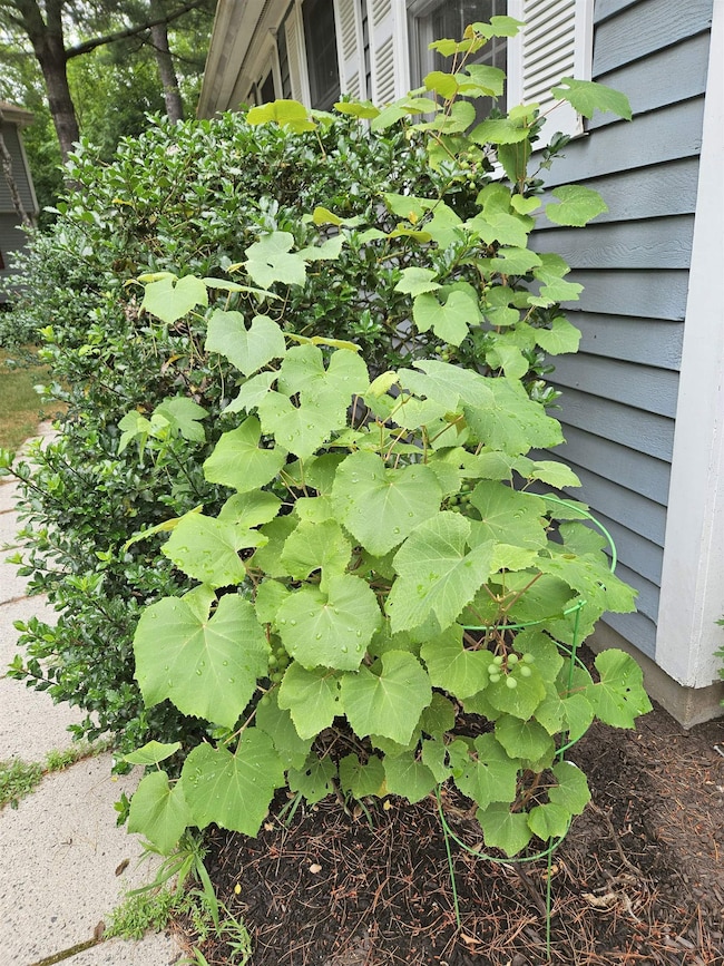 Mini Garden-grapes