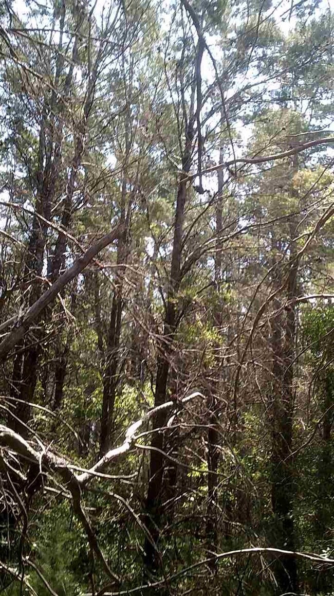 0 Sea Horse Dr 2nd unit 1 292596, Perry, FL 32348 - photo 6