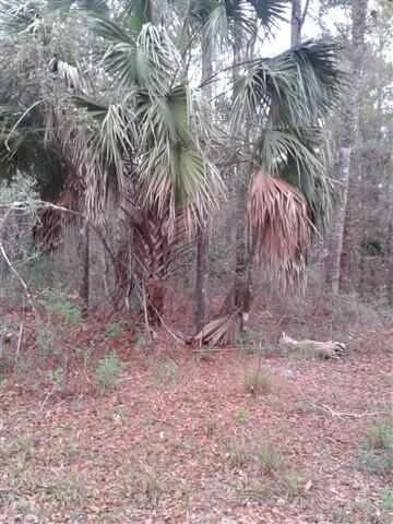 0 Westmarch unit 1 285787, Crawfordville, FL 32327 - photo 3