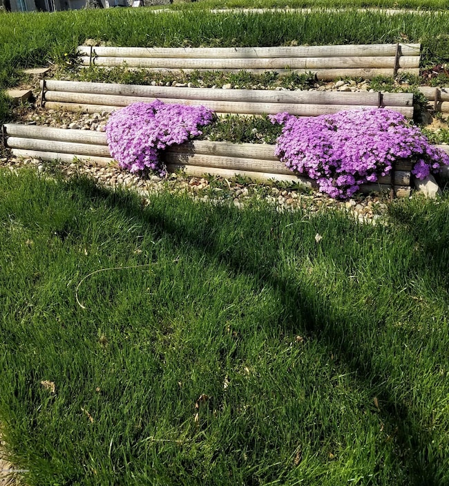 10527 front yard flowers