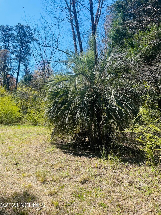 Sable Palm