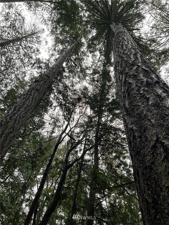 462 Moose Trail, Point Roberts, WA 98281 - photo 5